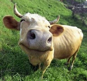 HappyCow Cow