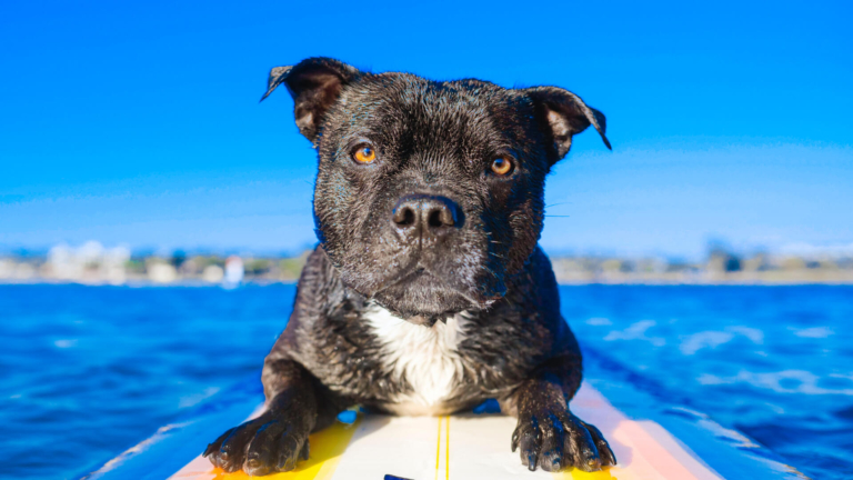 Surfing – You Couldn’t Keep Paddling?