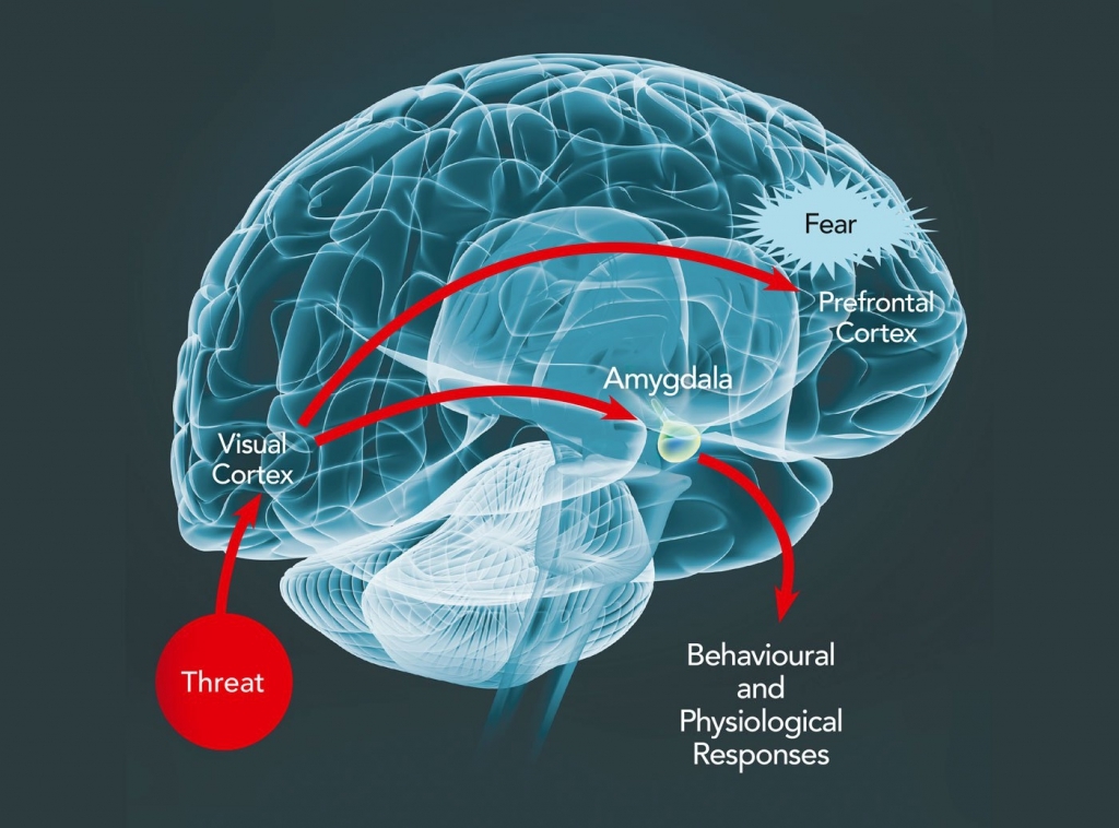 Brain Anatomy